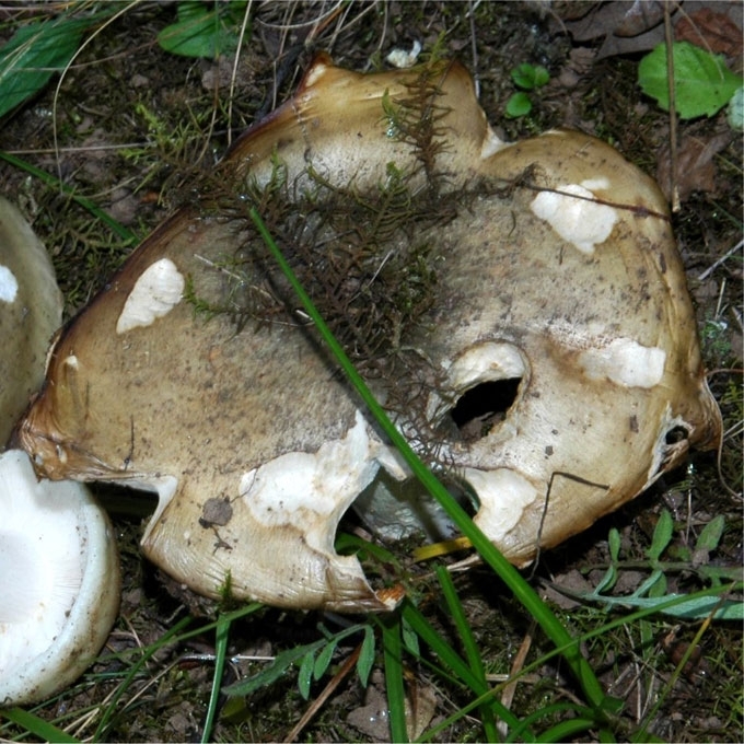PILKŠVAŽALĖ ŪMĖDĖ