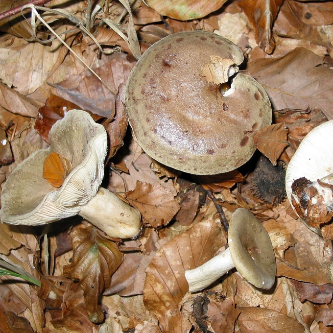 PILKŠVAŽALIS PIENGRYBIS