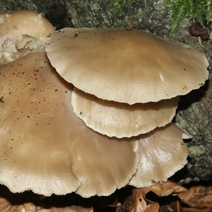 PILKŠVOJI KREIVABUDĖ