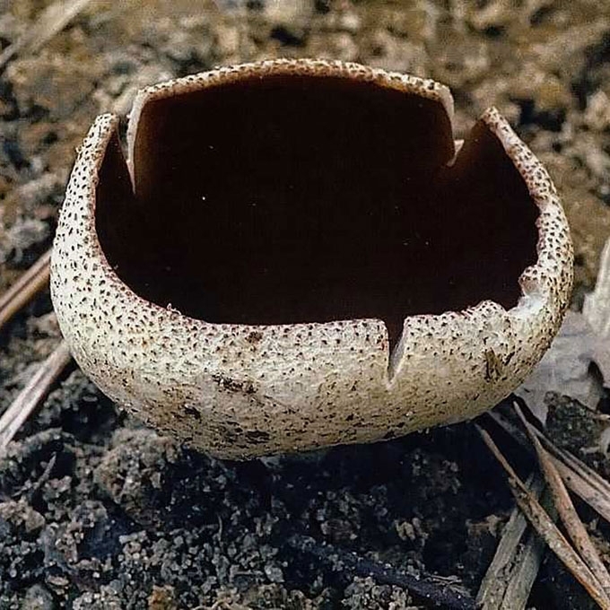 PLATUSIS AUSŪNIS