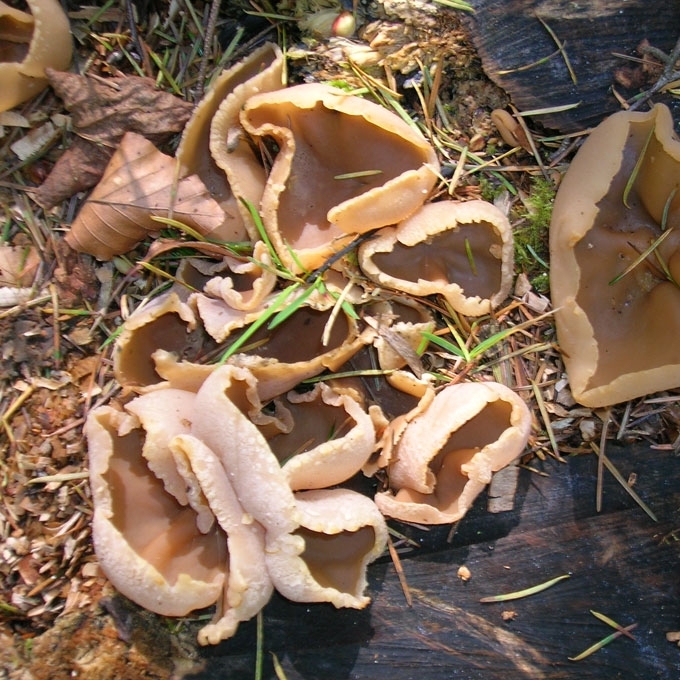 PLATUSIS AUSŪNIS