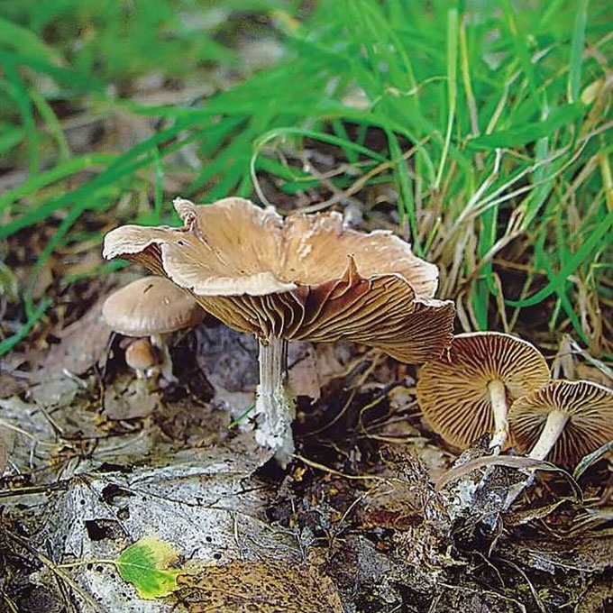 PLAUKUOTPĖDIS PLEMPIS