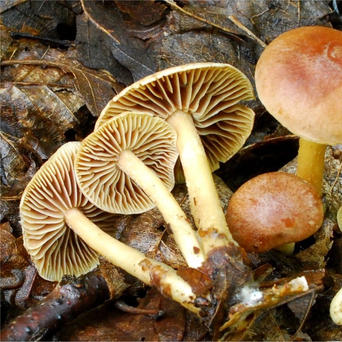PLAUKUOTPĖDIS PLEMPIS