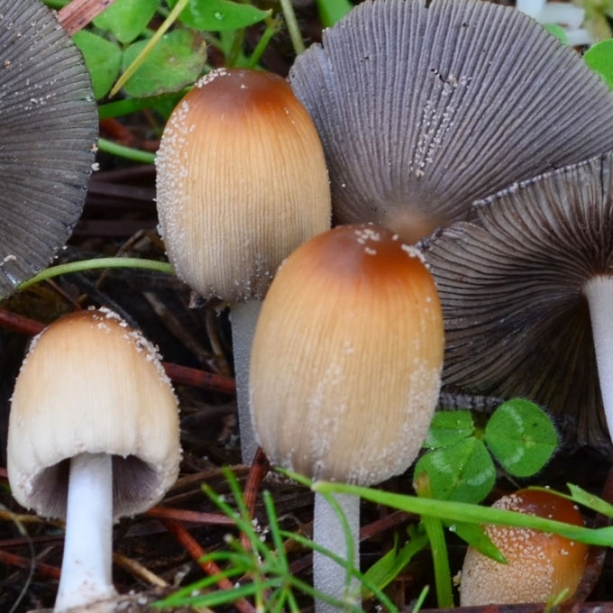PLEISKANOTASIS MĖŠLAGRYBIS