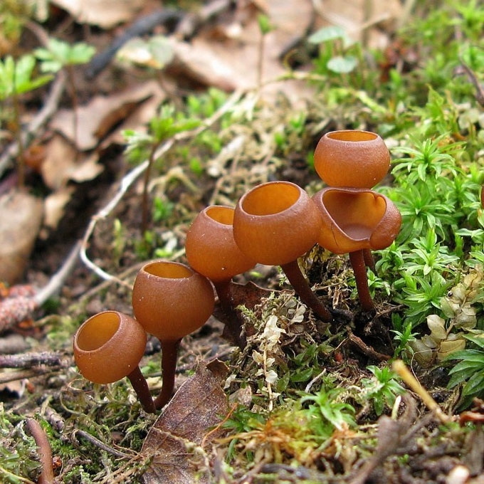 PLUKNINĖ SKLEBOTINIJA