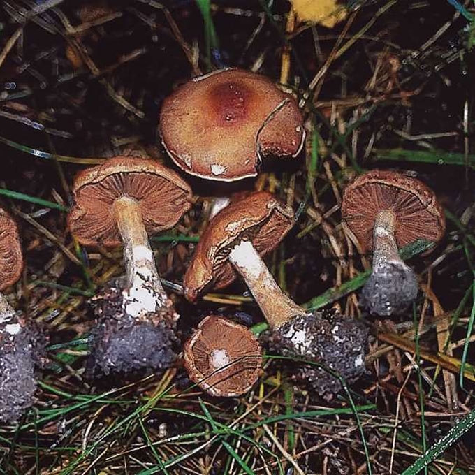 PŪKUOTASIS NUOSĖDIS
