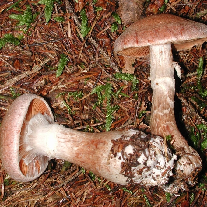 PŪKUOTASIS NUOSĖDIS