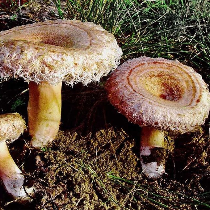 PUKUOTĖ