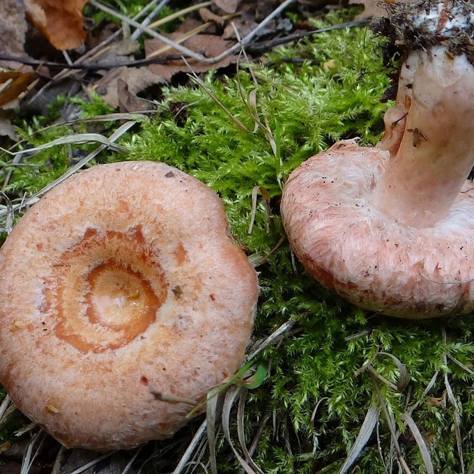 PUKUOTĖ