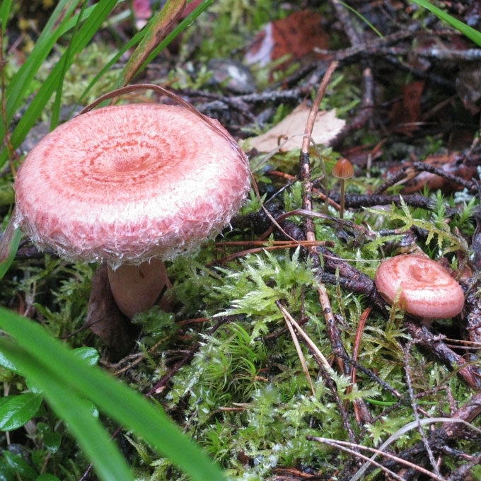 PUKUOTĖ