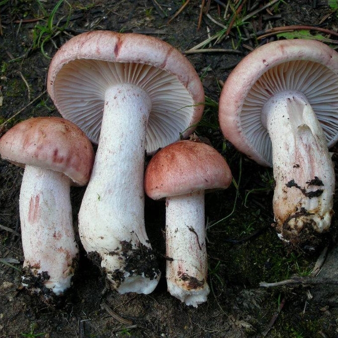 PURPURINĖ GUOTĖ