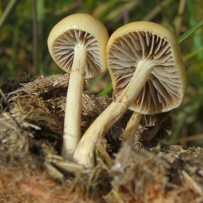 PUSGAUBTĖ GLEIVIABUDĖ