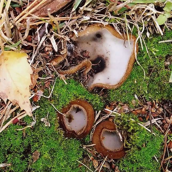 PUSRUTULINĖ HUMARIJA