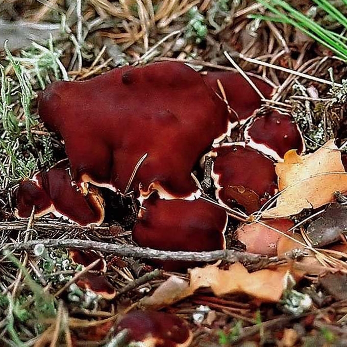 PŪSTASIS GNIAUŽTENIS