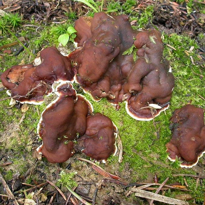 PŪSTASIS GNIAUŽTENIS