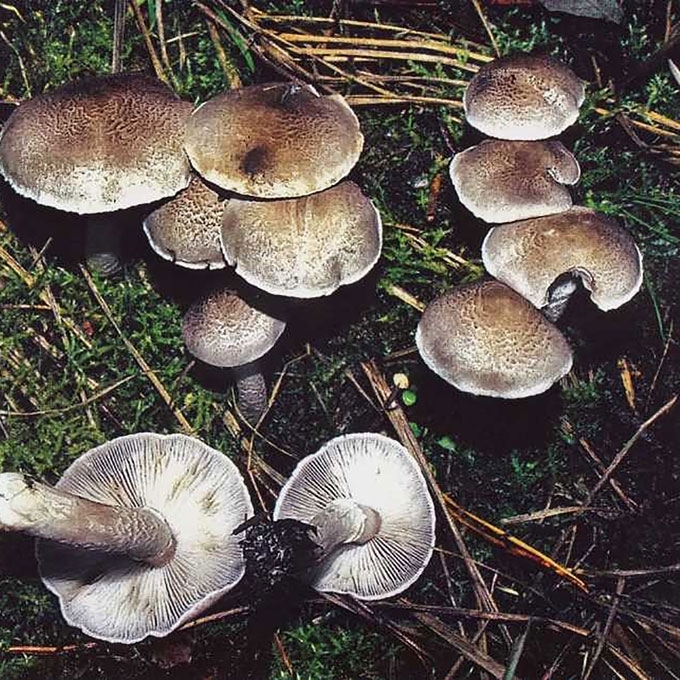 RAIBASIS BALTIKAS