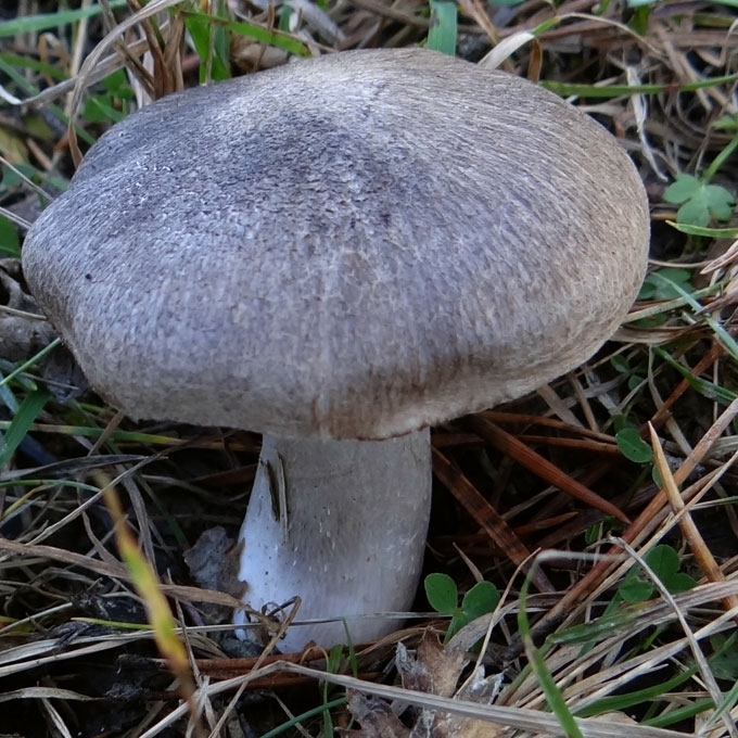 RAIBASIS BALTIKAS