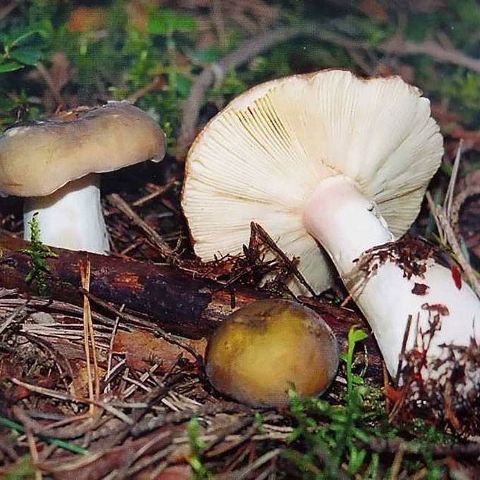 RAIBOJI UMĖDĖ