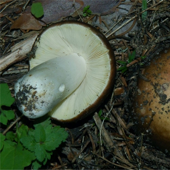 RAIBOJI UMĖDĖ