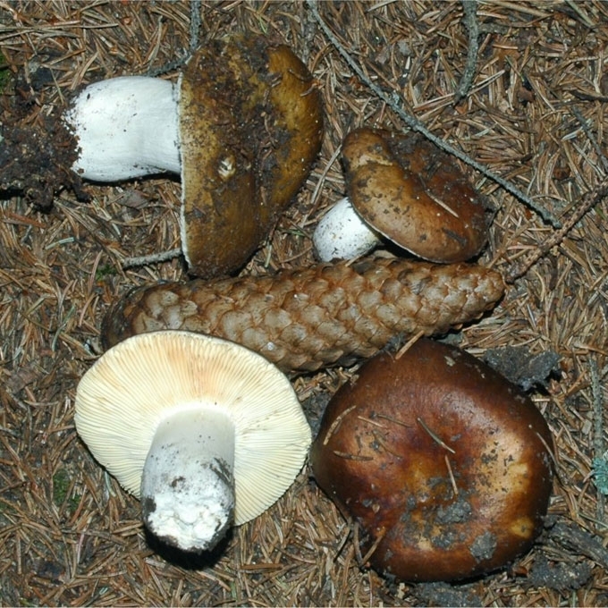 RAIBOJI UMĖDĖ