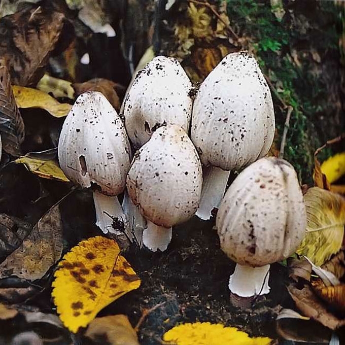 RAŠALINIS MĖŠLAGRYBIS