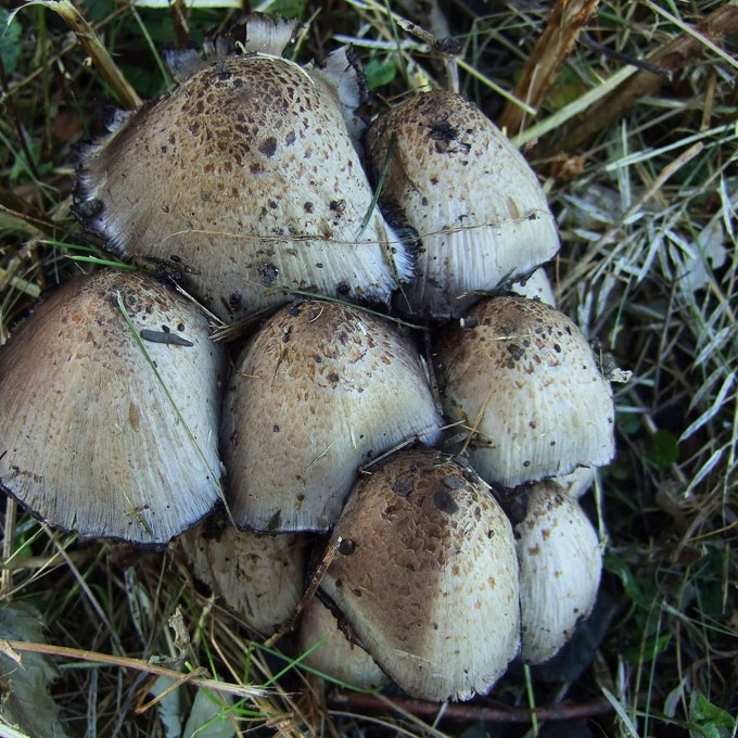 RAŠALINIS MĖŠLAGRYBIS