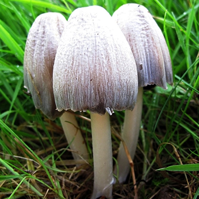 RAŠALINIS MĖŠLAGRYBIS