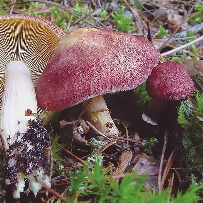 RAUDONGALVIS BALTIKENIS
