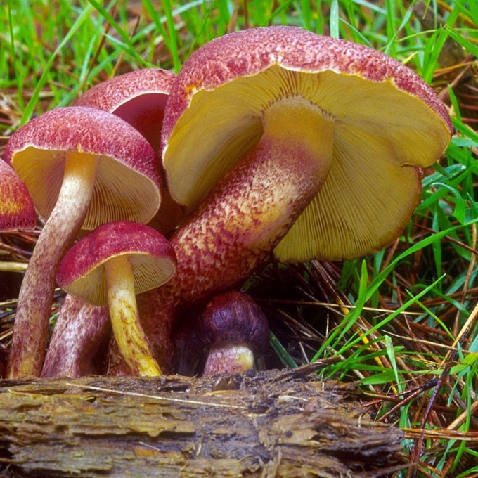 RAUDONGALVIS BALTIKENIS