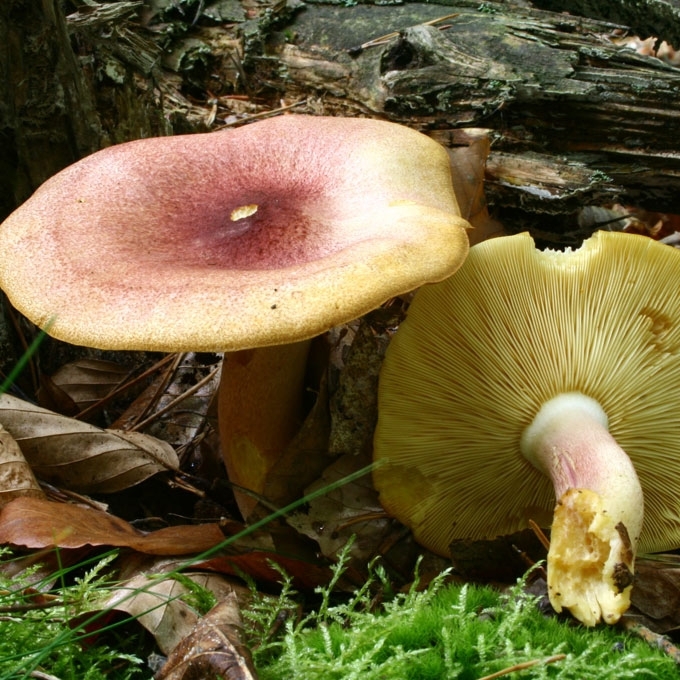 RAUDONGALVIS BALTIKENIS