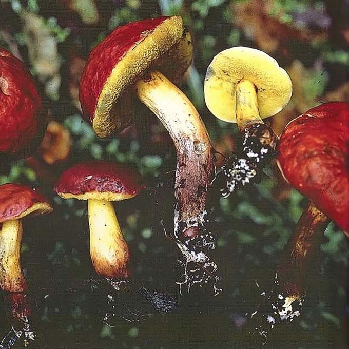RAUDONKEPURIS AKSOMBARAVYKIS