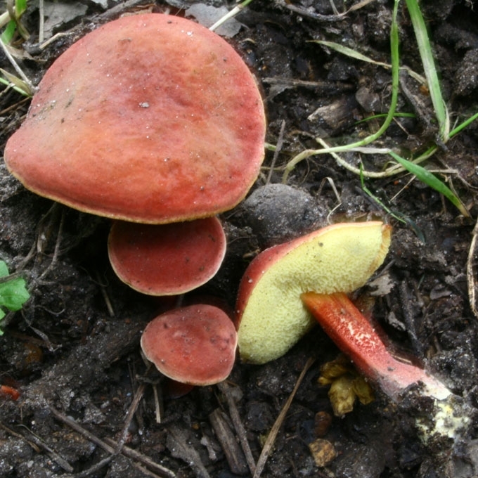 RAUDONKEPURIS AKSOMBARAVYKIS