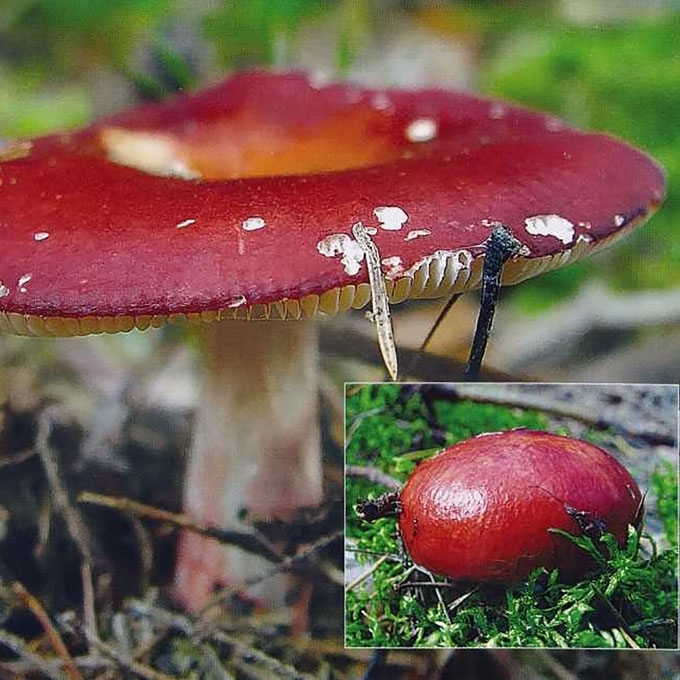 RAUDONKOTĖ ŪMĖDĖ
