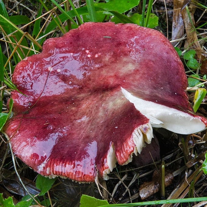 RAUDONKOTĖ ŪMĖDĖ