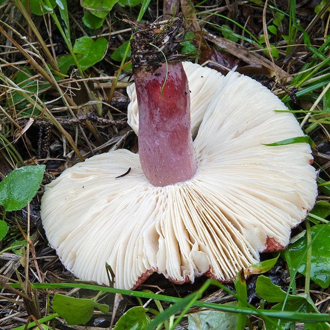 RAUDONKOTĖ ŪMĖDĖ