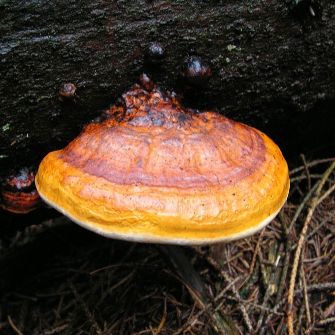 RAUDONKRAŠTĖ PINTAINĖ