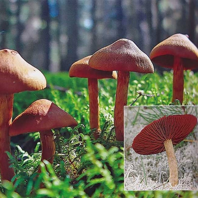 RAUDONLAKŠTIS NUOSĖDIS
