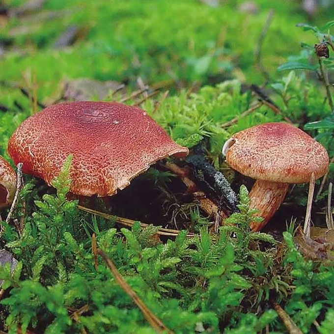 RAUDONŽVYNIS NUOSĖDIS