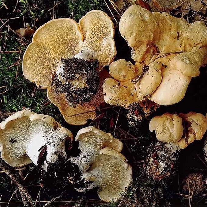 RAUKŠLĖTASIS DYGLUTIS
