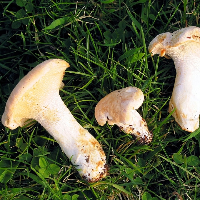 RAUKŠLĖTASIS DYGLUTIS