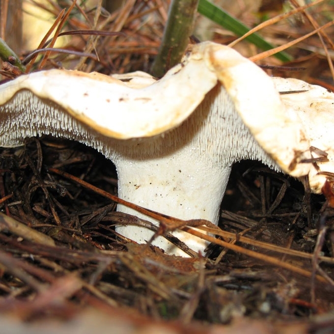 RAUKŠLĖTASIS DYGLUTIS