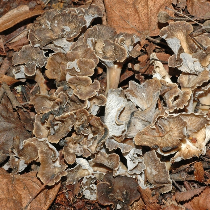 RAUKŠLĖTASIS TRIMIČIUKAS