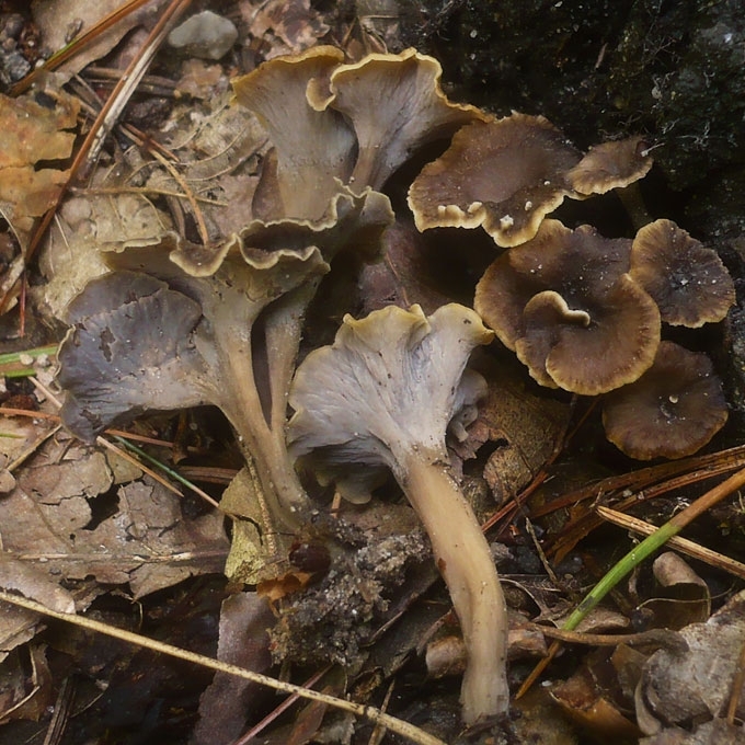 RAUKŠLĖTASIS TRIMIČIUKAS