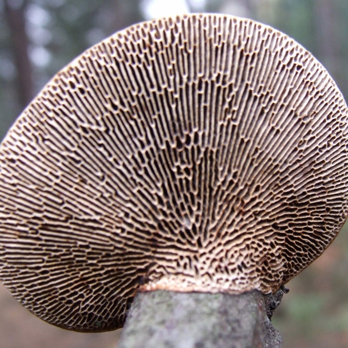 RAUPLĖTASIS VINGURĖLIS
