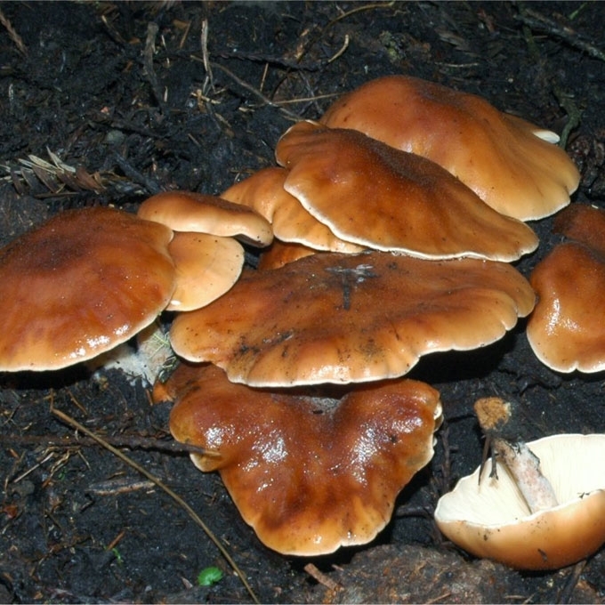 RAUSVARUDĖ STIRNABUDĖ