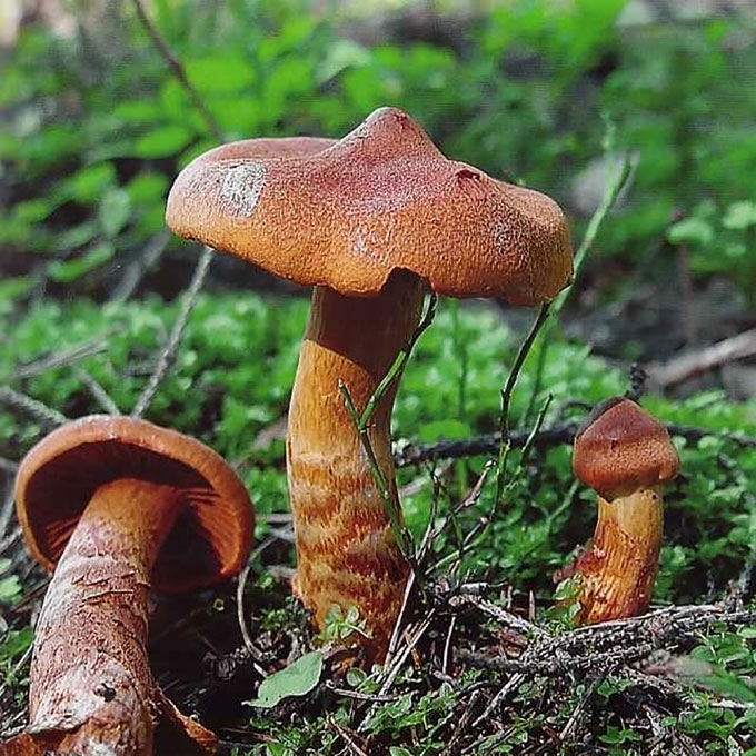 RAUSVASIS NUOSĖDIS