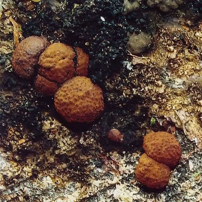 RAUSVASIS ŠIURPIS