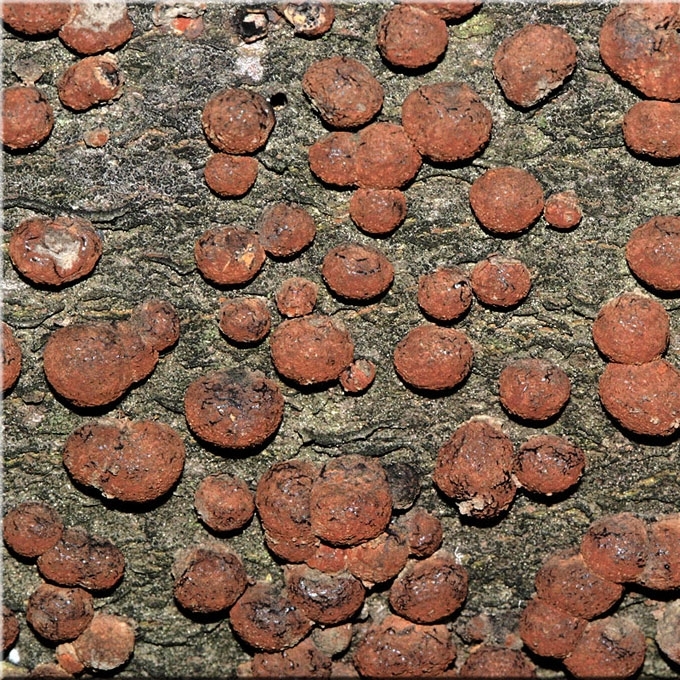 RAUSVASIS ŠIURPIS