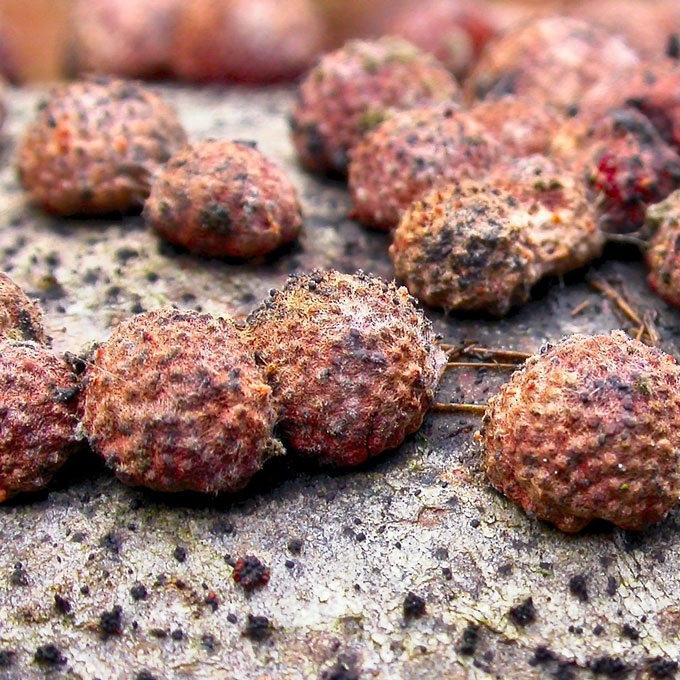 RAUSVASIS ŠIURPIS