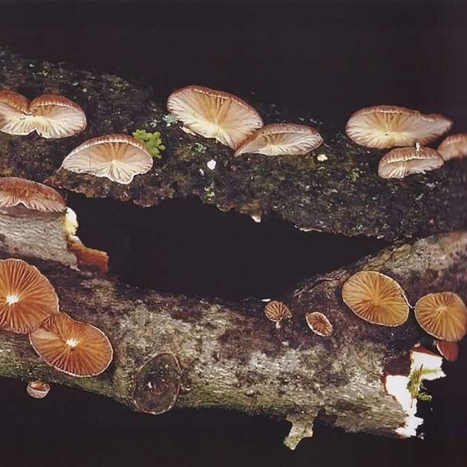 RAUSVASIS SKIAUTENĖLIS